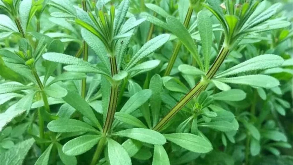 Close-up of cleavers, the green whorled plant used in traditional drainage formulas