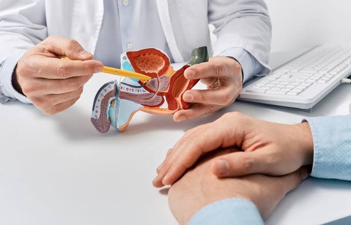 Saw palmetto berries and prostate health support concept