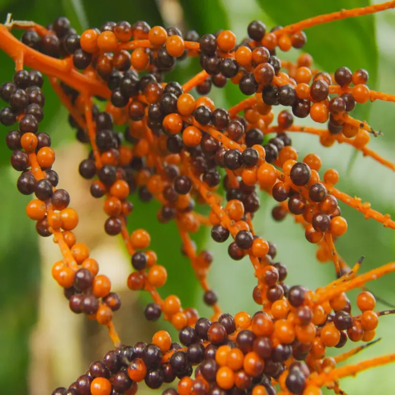 Saw palmetto berries and prostate health — what the evidence actually shows