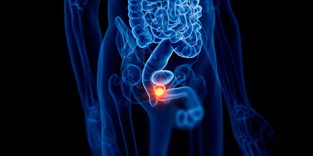 Anatomical rendering of the male body — where poor circulation shows up first and what a circulation supplement is meant to support