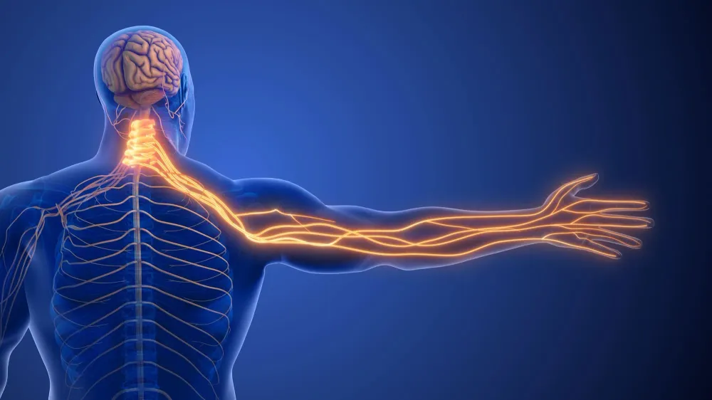 Illustration of the human nervous system, showing nerve signals running from the spine out to the hand — the pathways affected by diabetic neuropathy