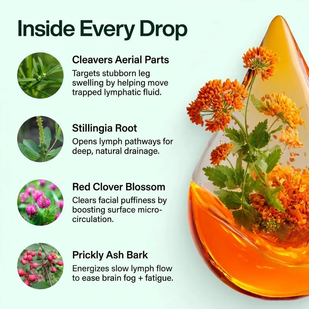 Linfaflow ingredient overview published by the manufacturer — Cleavers aerial parts, Stillingia root, Red Clover blossom and Prickly Ash bark, and the job each one is included to do