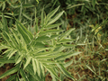 Cleavers