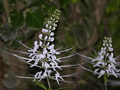 Stillingia Root