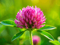Red Clover
